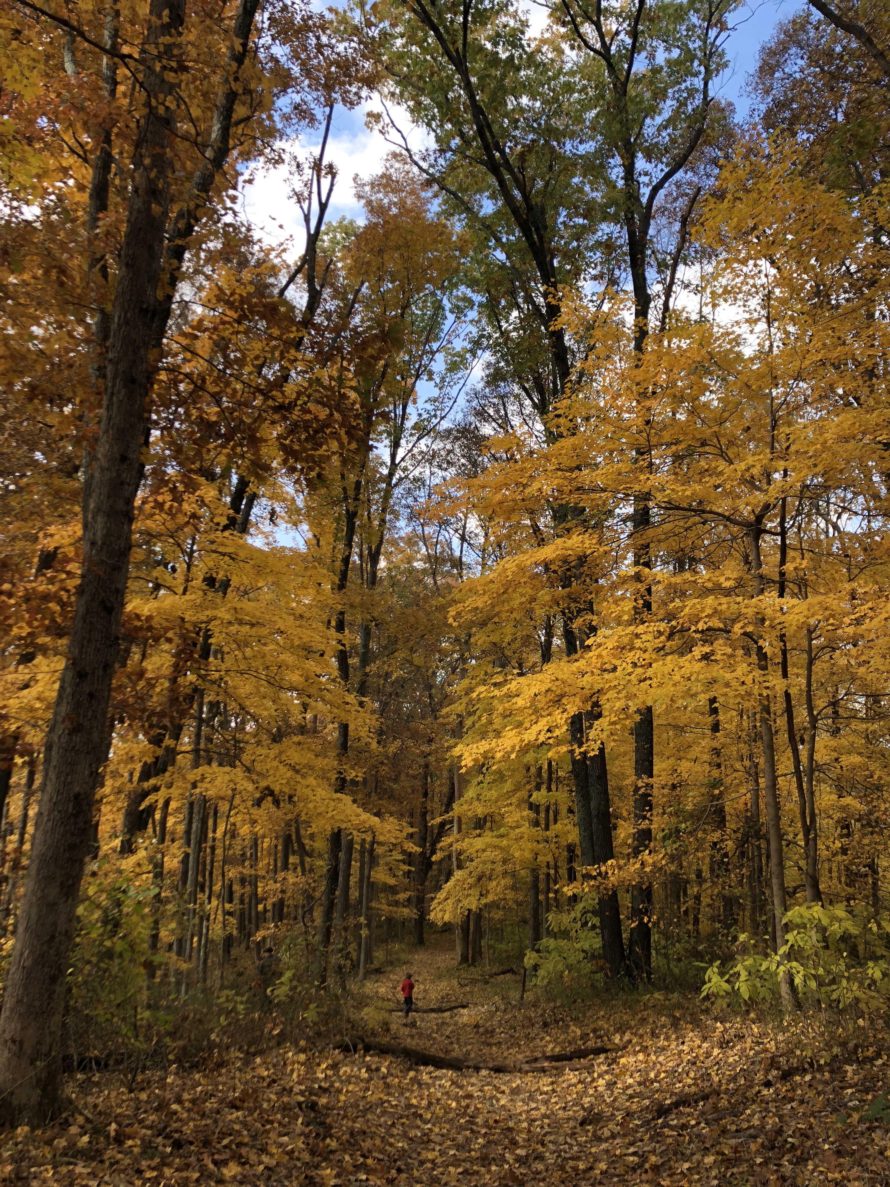 Tall, yellow-leafed trees converge around a leaf-ridden pathway at a park